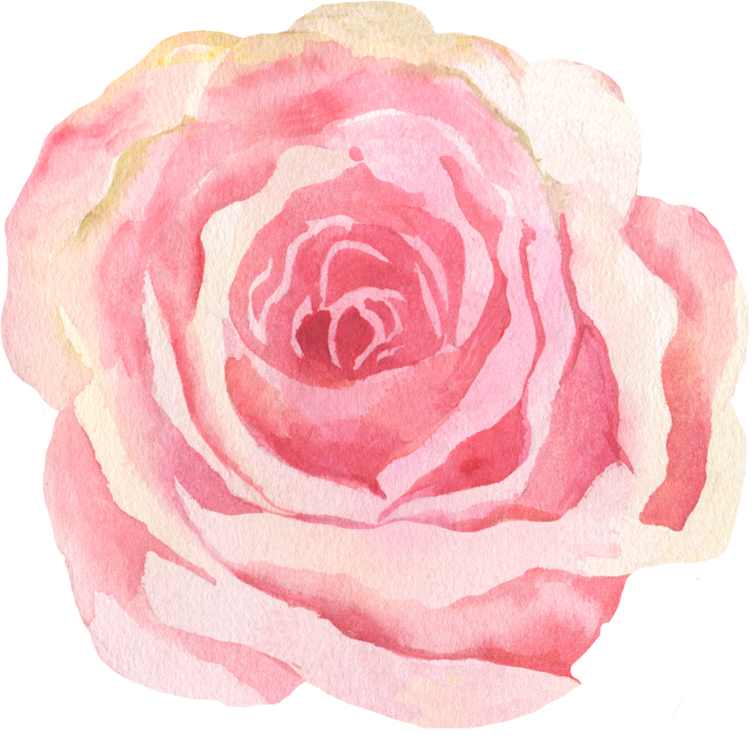 Pink Rose Illustration 